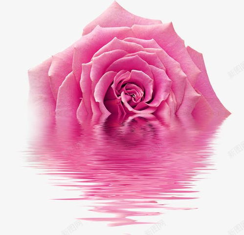 粉色玫瑰花文案 粉色玫瑰花文案--第1张