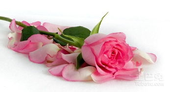 粉色玫瑰花品种图片及名称 粉色玫瑰花品种图片及名称--第1张