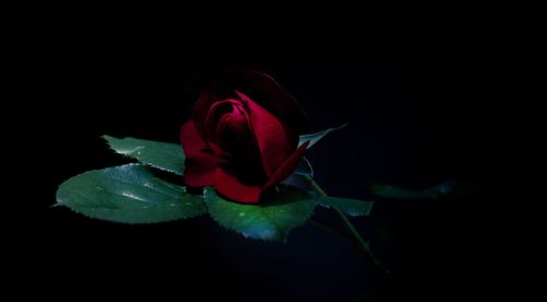 九二黑玫瑰对黑玫瑰 九二黑玫瑰与黑玫瑰，一种独特的爱情象征--第1张