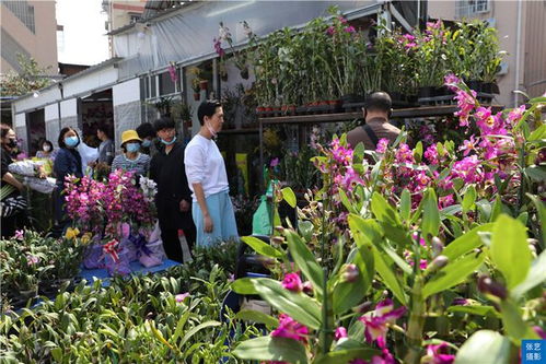 广州鲜花花卉市场 广州鲜花花卉市场--第1张