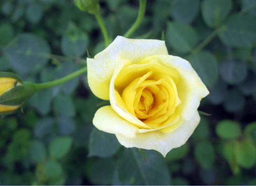 黄玫瑰花语的意思 黄玫瑰花语的意思--第1张