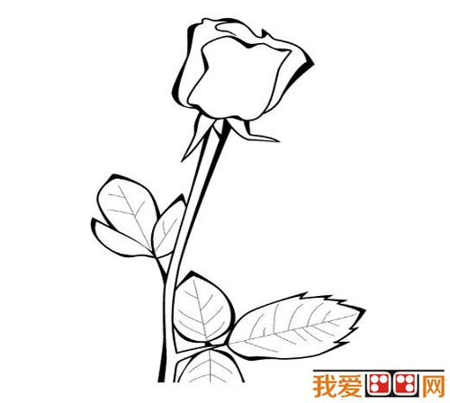 玫瑰花的简笔画法 玫瑰花的简笔画法--第1张
