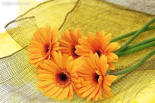 法国国花的寓意 法国国花的寓意——薰衣草的美丽与坚韧--第1张