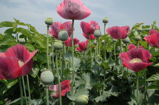 罂粟花长什么样子图片 罂粟花，美丽与毒性的交织--第1张