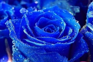 33蓝色妖姬花语是什么 ，蓝色妖姬的花语，永恒的爱与约定--第1张