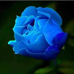 送蓝玫瑰代表着什么 送蓝玫瑰代表着什么--第1张