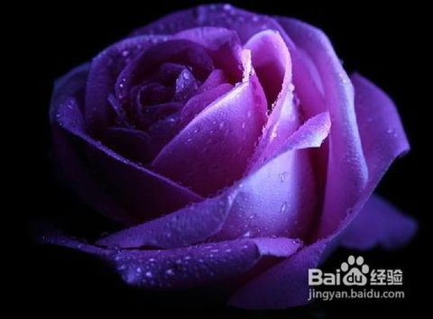 紫玫瑰花的寓意和象征 紫玫瑰花的寓意和象征--第1张