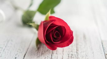 情人节一朵玫瑰多少钱 情人节一朵玫瑰多少钱，浪漫之花，情感之桥--第1张