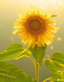 教师节可以送向日葵吗 当然可以！向日葵是一种美丽而富有象征意义的植物，它代表着希望、阳光和积极向上的精神。在教师节这个特殊的日子里，向日葵是一个非常适合送给教师的礼物。--第1张