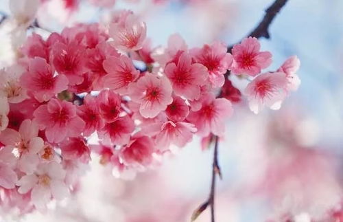 日本樱花的花语是什么象征 日本樱花的花语是什么象征--第1张