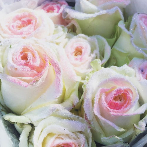 九十九朵玫瑰价格 九十九朵玫瑰的价格，浪漫与价值的完美结合--第1张