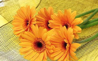 向日葵的花语送老师 向日葵的花语，献给最珍贵的老师--第1张