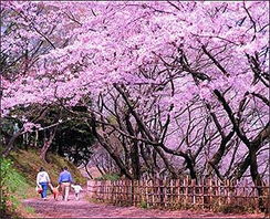 樱花是日本国花吗 樱花，日本国花之谜--第1张