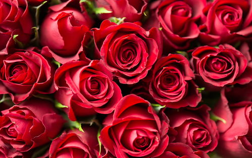 粉玫瑰的寓意1 10朵 粉玫瑰的寓意10朵，浪漫、爱意与情感表达--第1张