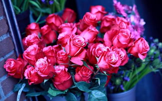 红玫瑰花语朵数代表含义 红玫瑰花语朵数代表含义--第1张