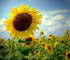 太阳花与爱情的寓意 太阳花与爱情的寓意--第1张