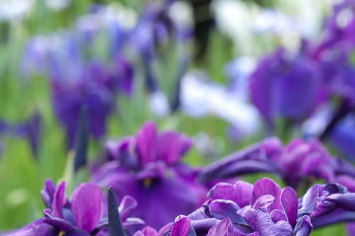 紫色风铃花的花语 紫色风铃花的花语--第1张