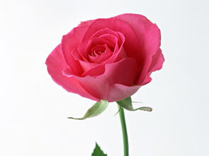 玫瑰花外貌颜色描写 玫瑰花外貌颜色描写--第1张