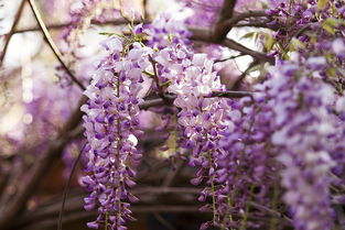 紫藤的花语是什么 紫藤的花语--第1张