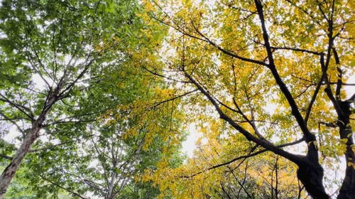 黄角树落叶时间 黄角树落叶时间--第1张