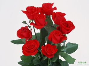 8朵玫瑰花道歉花语 8朵玫瑰花道歉花语，用爱弥补曾经的错误--第1张