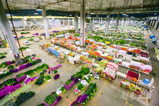 中国花卉之乡在哪里 中国花卉之乡——云南昆明斗南花卉市场--第1张