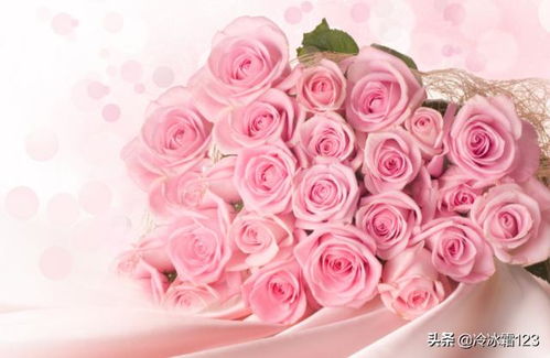 粉色玫瑰花花语和寓意 粉色玫瑰花花语和寓意--第1张