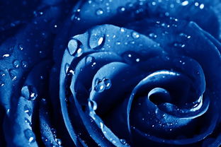 蓝色玫瑰11朵代表什么 蓝色玫瑰11朵的寓意，浪漫与永恒的爱情--第1张