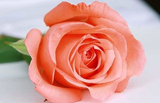34朵粉色玫瑰花的花语 34朵粉色玫瑰花的花语--第1张