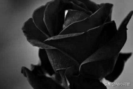 黑骑士玫瑰花语是什么 黑骑士玫瑰花语——神秘、独特与独一无二--第1张