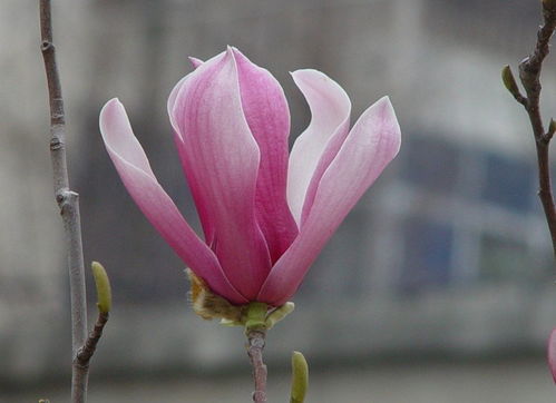 木兰花花语象征与寓意 木兰花的美丽与寓意——花语象征与木兰花花语的深度解读--第1张
