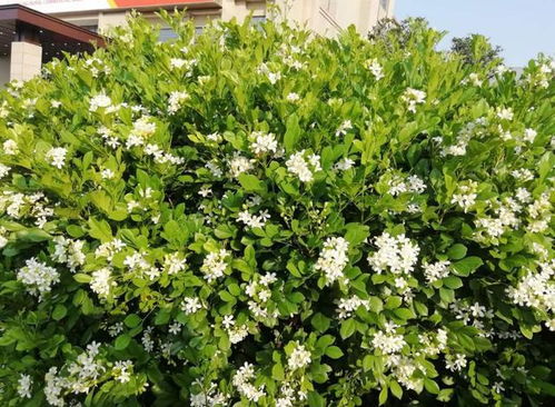 开密密麻麻小白花的是什么树 开密密麻麻小白花的神秘树种--第1张