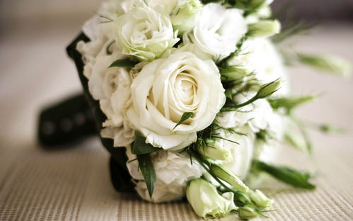 白玫瑰的含义和代表花语 白玫瑰的含义和代表花语--第1张