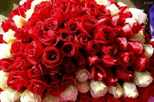 九十九朵玫瑰花大概要多少钱 九十九朵玫瑰花，浪漫与价格的完美结合--第1张