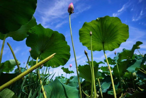 荷花池塘的美丽画卷