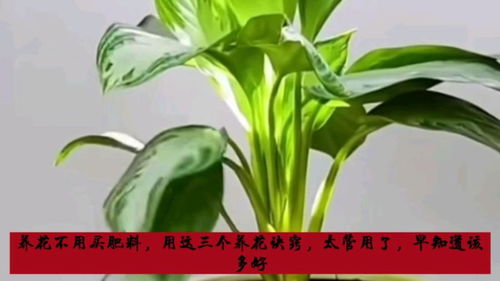 花肥的重要性与使用方法