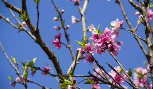 桃花风景图片大全大图