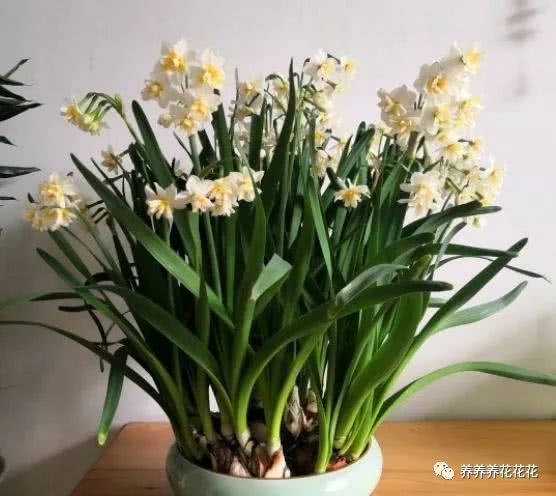 水仙花的土养养殖方法