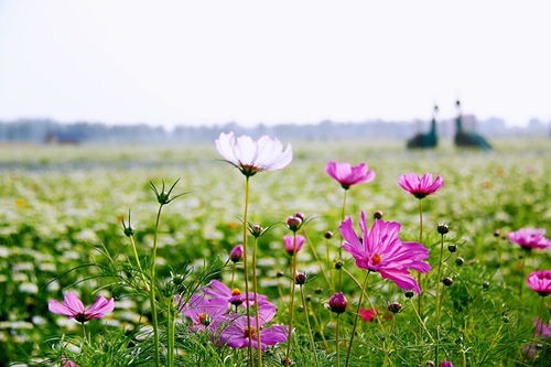 格桑花，绽放女性之美