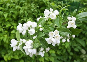 茉莉花的种植与养护