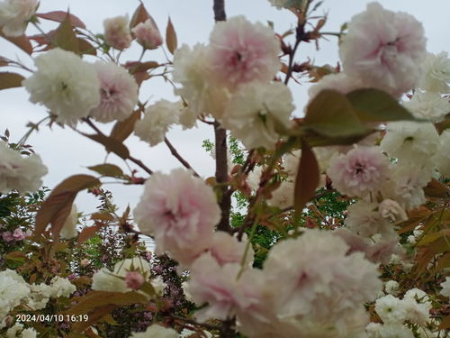 山樱花与樱花的区别