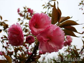 春天的花朵