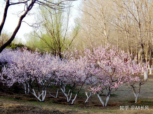 春天桃花图片大全大图