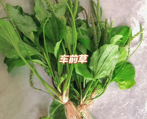 车前草图片介绍