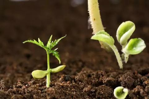 植物种子图片，生命的起点