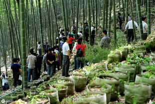 野生天门冬图片