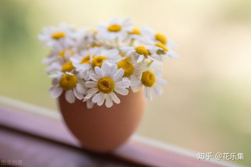 满天星的花语与蓝色与粉色