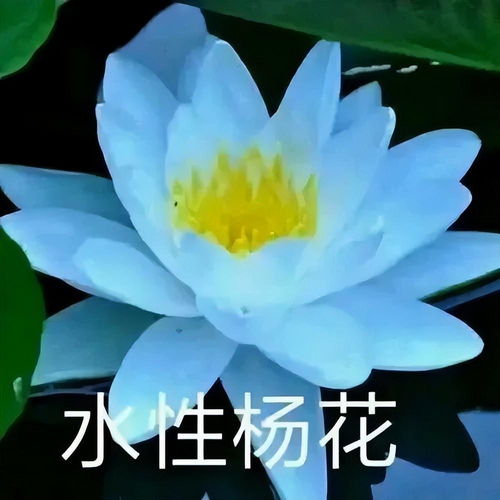 莲花头像，艺术之美与禅意之境