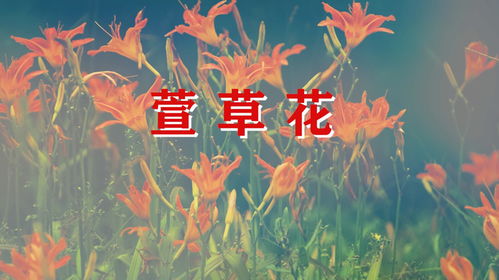 歌曲萱草花歌词