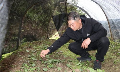 七叶一枝花市场价格分析